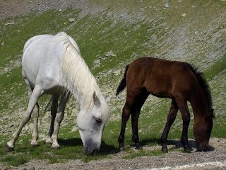 Road Trip Sibiu (pe Transfagarasan) 8
