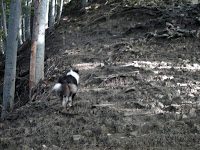 Trekking Cheia - Culmea Zaganu-Gropsoarele - Cab. Mt. Rosu 2
