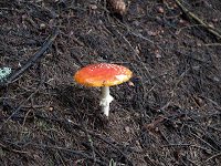 Trekking Cheia - Culmea Zaganu-Gropsoarele - Cab. Mt. Rosu 12