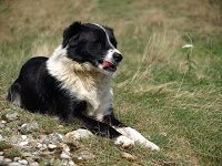 Trekking Cheia - Culmea Zaganu-Gropsoarele - Cab. Mt. Rosu 5