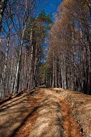 Trekking Cheia - Islaz - Mt. Rosu - Valea Berii 9