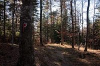 Trekking Cheia - Islaz - Mt. Rosu - Valea Berii 15