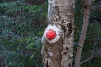 Trekking Cheia - Islaz - Mt. Rosu - Valea Berii 16