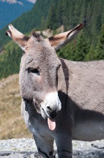 Road Trip Transalpina 35