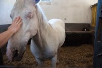 Road Trip Transalpina 45