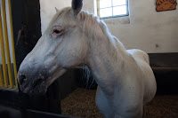 Road Trip Transalpina 46