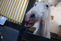 Road Trip Transalpina 47