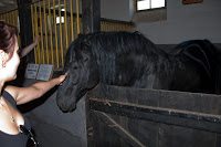 Road Trip Transalpina 49