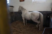 Road Trip Transalpina 48