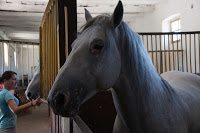 Road Trip Transalpina 51