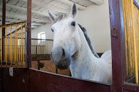 Road Trip Transalpina 50