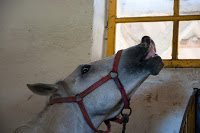 Road Trip Transalpina 52