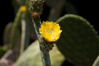 Road Trip Bulgaria - Ferma de Scoici 7