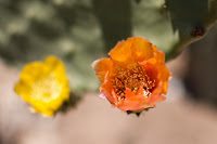 Road Trip Bulgaria - Ferma de Scoici 8