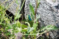 Road Trip Bulgaria - Ferma de Scoici 37