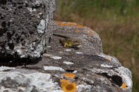 Road Trip Bulgaria - Ferma de Scoici 41