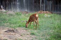 Road Trip Cetatea Neamt 31
