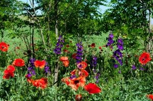 Road Trip - Cetatile din Dobrogea