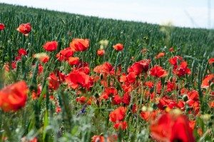 Road Trip - Cetatile din Dobrogea 1