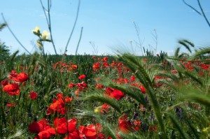 Road Trip - Cetatile din Dobrogea 2