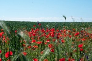 Road Trip - Cetatile din Dobrogea 3