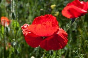 Road Trip - Cetatile din Dobrogea 4