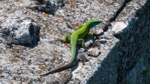 Road Trip - Cetatile din Dobrogea 12