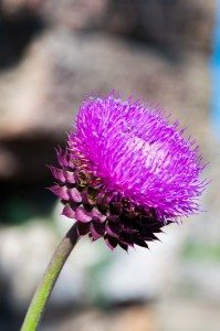 Road Trip - Cetatile din Dobrogea 40