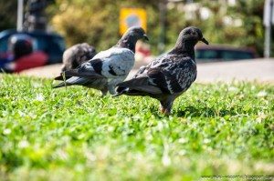 De o zi - Salonic, GR De o zi - Salonic, GR 23