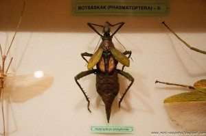 Road Trip - Baile Tusnad 39