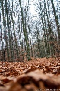 Road Trip - Baile Tusnad 66