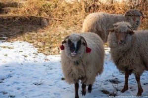 Road Trip - Sighisoara 26