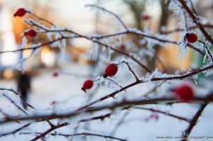 Road Trip - Sighisoara 32