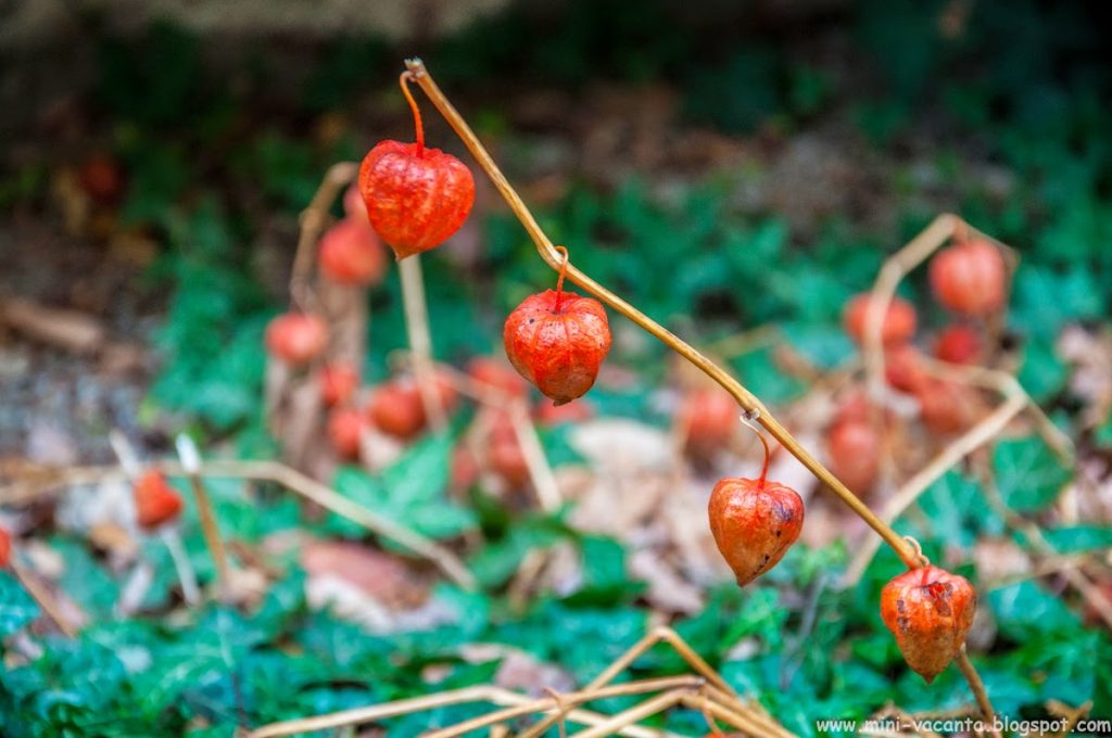 Road Trip - Sibiu Road Trip - Sibiu 30