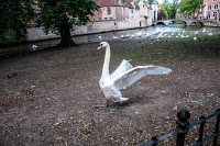 Road Trip - Bruges 10