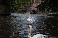 Road Trip - Bruges 136