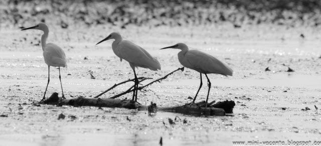 Road Trip - Delta Dunarii