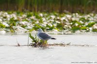 Road Trip - Delta Dunarii 22