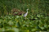 Road Trip - Delta Dunarii 30