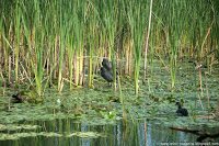 Road Trip - Delta Dunarii 37