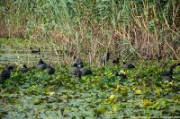 Road Trip - Delta Dunarii 38