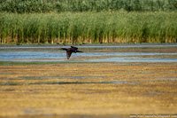 Road Trip - Delta Dunarii 60