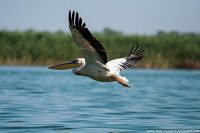 Road Trip - Delta Dunarii 66