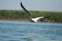 Road Trip - Delta Dunarii 67