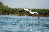 Road Trip - Delta Dunarii 68