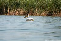 Road Trip - Delta Dunarii 70