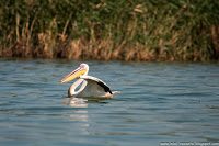 Road Trip - Delta Dunarii 71