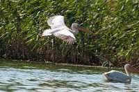 Road Trip - Delta Dunarii 77