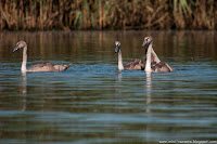 Road Trip - Delta Dunarii 86