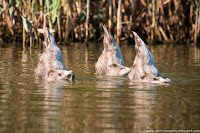 Road Trip - Delta Dunarii 87